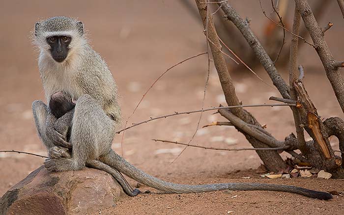 Vervet monkey Kruger Park